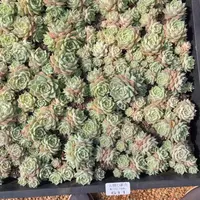 云糖心多肉植物611