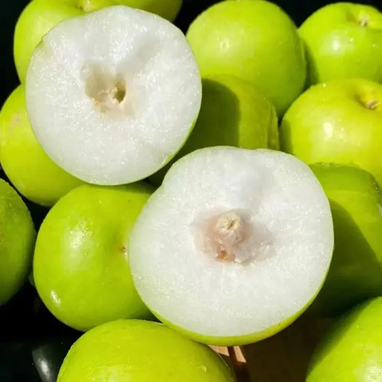 福建贵妃牛奶枣正宗漳州蜜枣3斤/5斤青枣鲜枣香脆清甜当季青枣