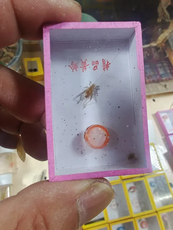 新出中黄蛉鸣虫爬宠