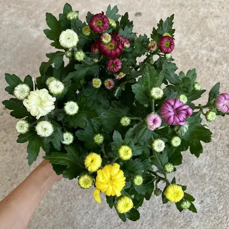 四季龙爪菊盆栽带花苞室内外种植耐寒好养高端花卉植物