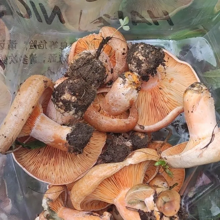 松树菌野生菌新鲜蘑菇黄枞菌现采谷熟菌菇子松乳菌菇三九菇寒丛菌
