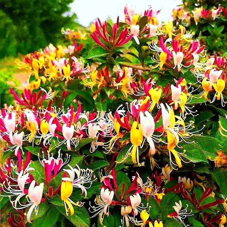 四季多彩金银花浓香型阳台庭院南北方种植