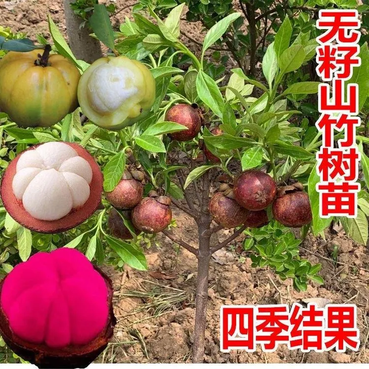 进口泰国无籽山竹苗山竹树苗果树苗盆栽地栽当年结果南北方种植