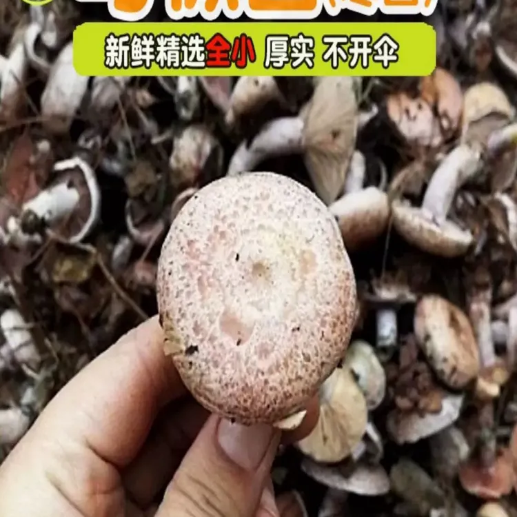 现货 新鲜野生菌菇蘑菇黄枞菌枞树菇重阳菌松菌寒菌三九菇雁鹅