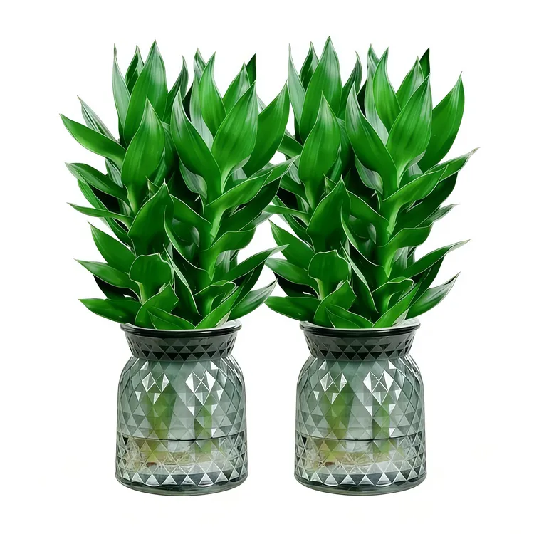 【买1送1】水培观音竹室内四季绿色办公桌客厅室内盆栽好养绿植商品图