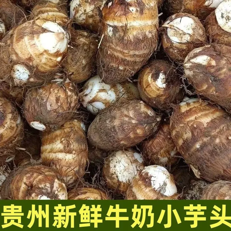 迷你贵州新鲜现挖牛奶小芋头山东软糯粉滑芋头芋艿丝滑小芋头芋仔