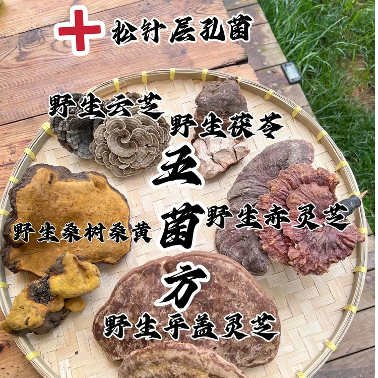 【小詹山货】 五菌 桑树桑黄 野生茯苓野生平盖野生赤芝野生云芝