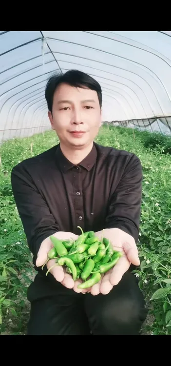 【青石精选】爬市拔藤辣椒顺丰包邮余干枫树李家辣椒（辣椒个头小）