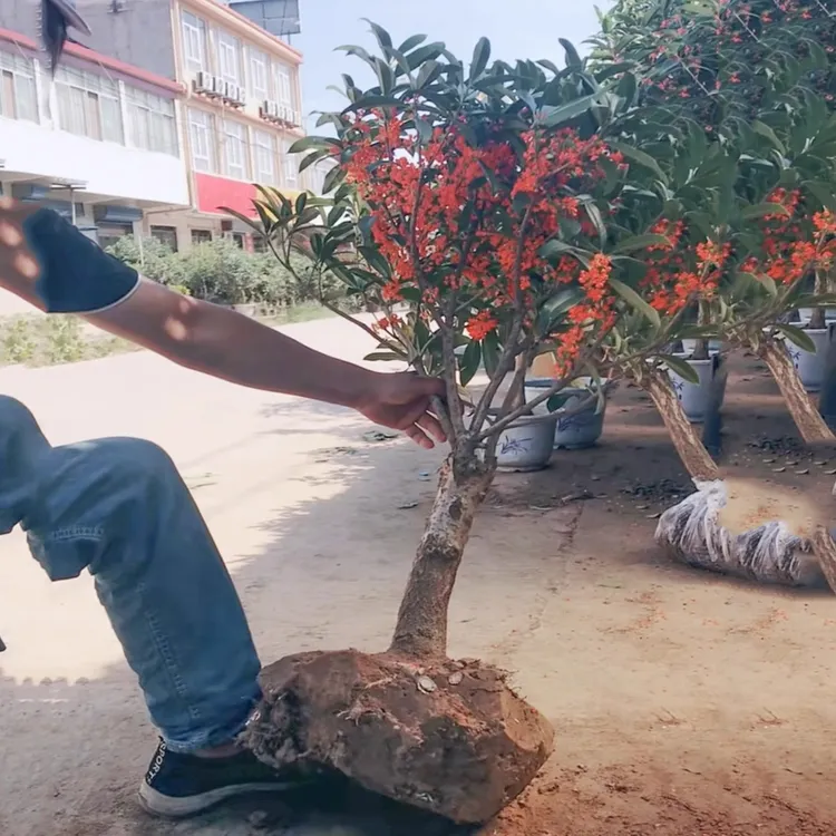 桂花树苗大树庭院地栽原生四季桂盆栽别墅植物浓香型花卉金桂丹桂