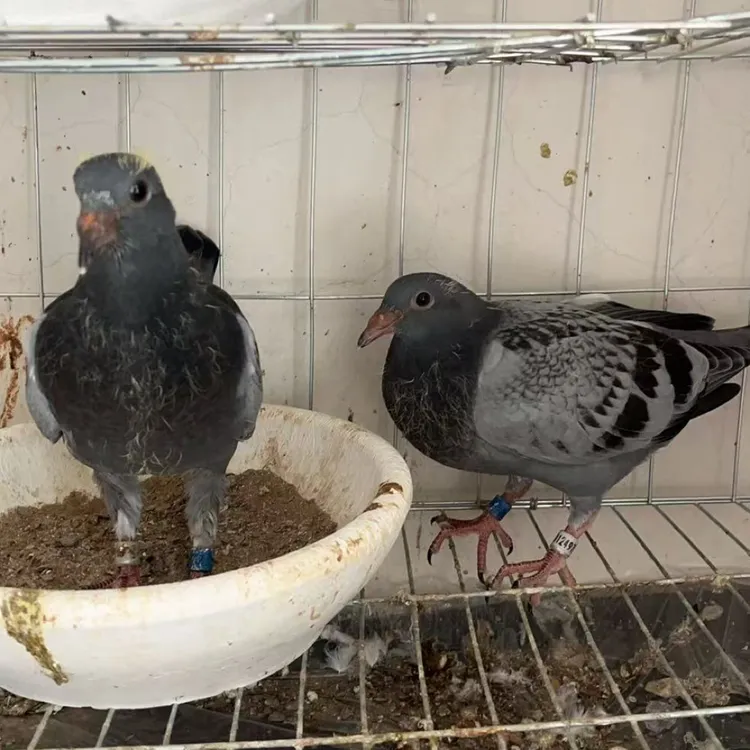 台鸽子代，刚下窝，可以自食可以家飞