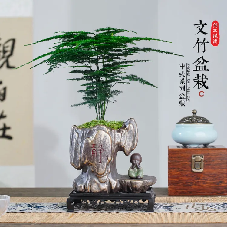 【中式】文竹绿植室内造型花卉绿植精致盆栽盆景中式客厅书桌