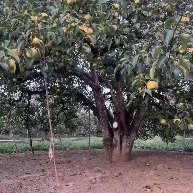 砀山酥梨发源地直发百年以上大梨树砀山梨产地直发直播