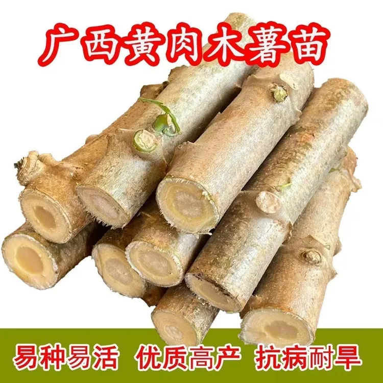 广西黄心木薯杆黄肉木薯种子黄肉木薯苗