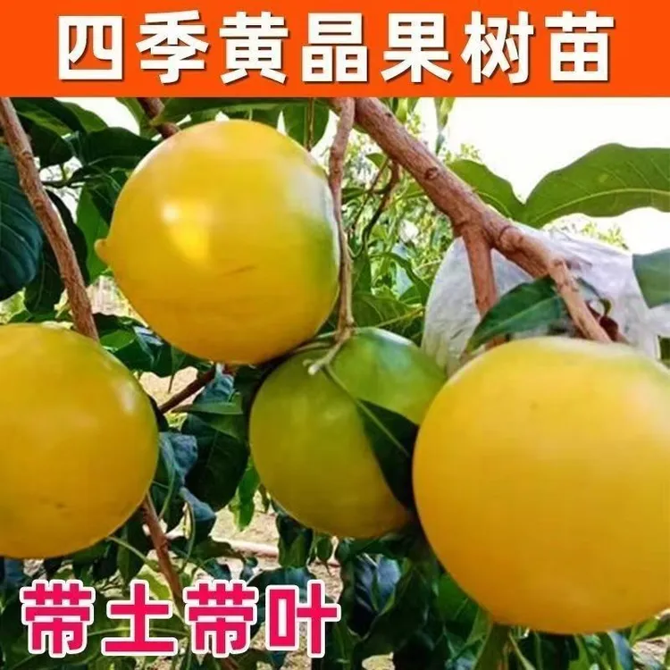 黄晶果树苗冬蜜久蜜四季冰糖黄金果嫁接苗盆栽地栽果冻水果树苗 