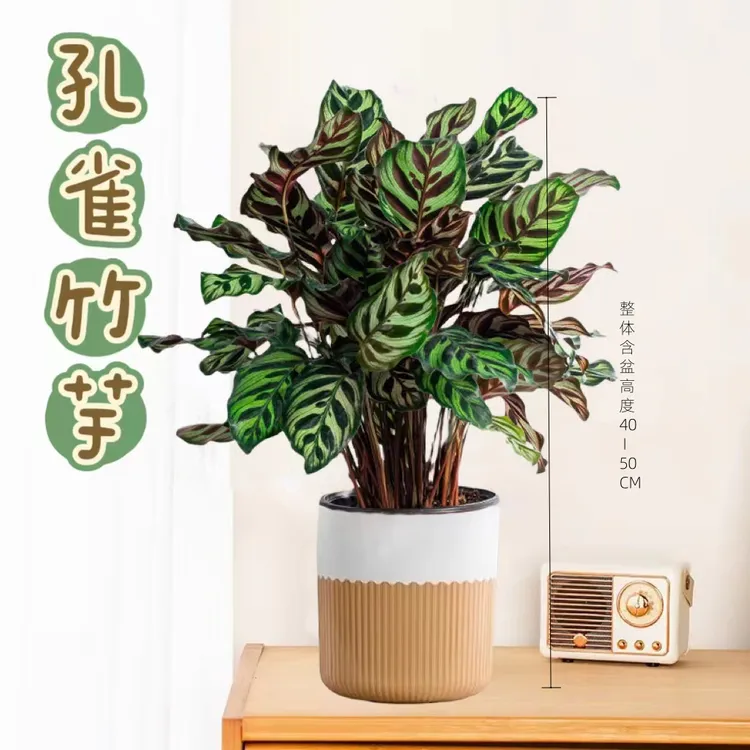 孔雀竹芋大叶绿植餐桌花卉植物室内好养活桌面盆栽净化空气绿植