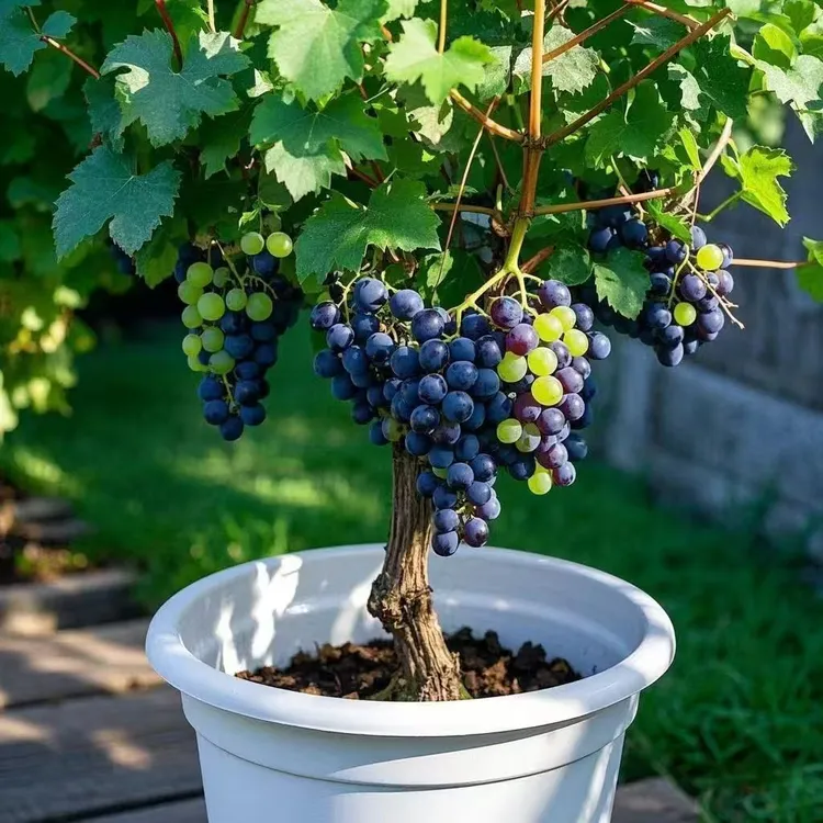 原盆原土室内阳台或庭院地栽爬藤南北方可种植当年结果荔枝