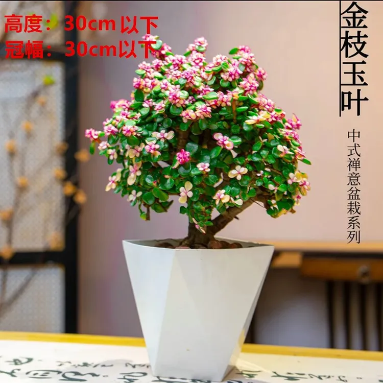【金枝玉叶棒棒糖】多肉植物室内客厅阳台绿植盆栽花卉