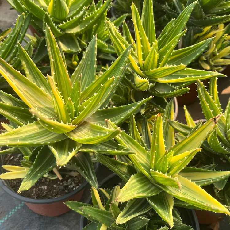 芦荟锦盆栽多肉植物防辐射净化空气室内好养花卉
