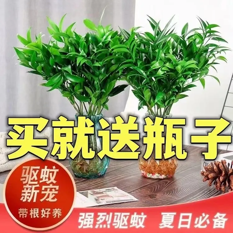 今日特价竹柏盆栽水培植物驱蚊草室内客厅卧室桌面绿植盆栽室内