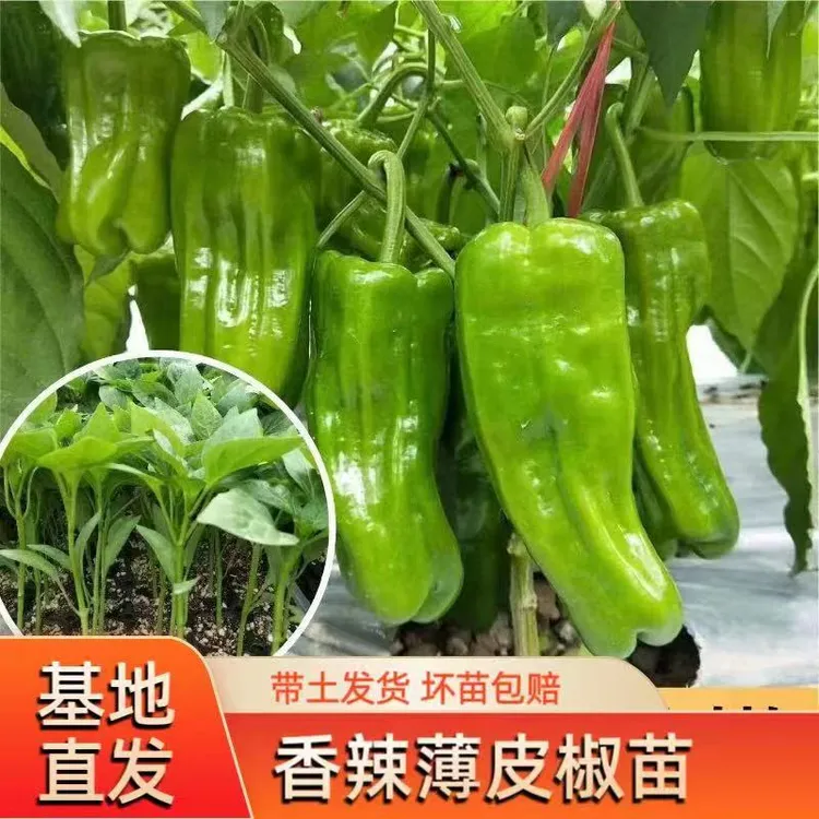 薄皮青椒秧苗虎皮青椒苗带土辣椒秧苗