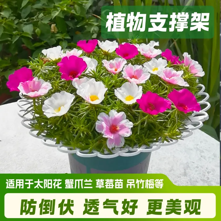 园艺植物支撑架防倒伏架太阳花蟹爪兰吊竹梅草莓专用架透气防烂根