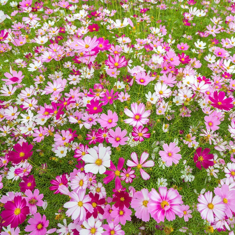 波斯菊花种子格桑花种籽子七彩四季开花易活花籽庭院野花组合种子