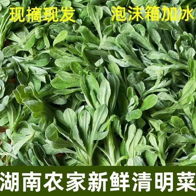 新鲜鼠曲草清明菜清明草佛耳草绒毛草鼠麴田艾草青明糯米粑原材料