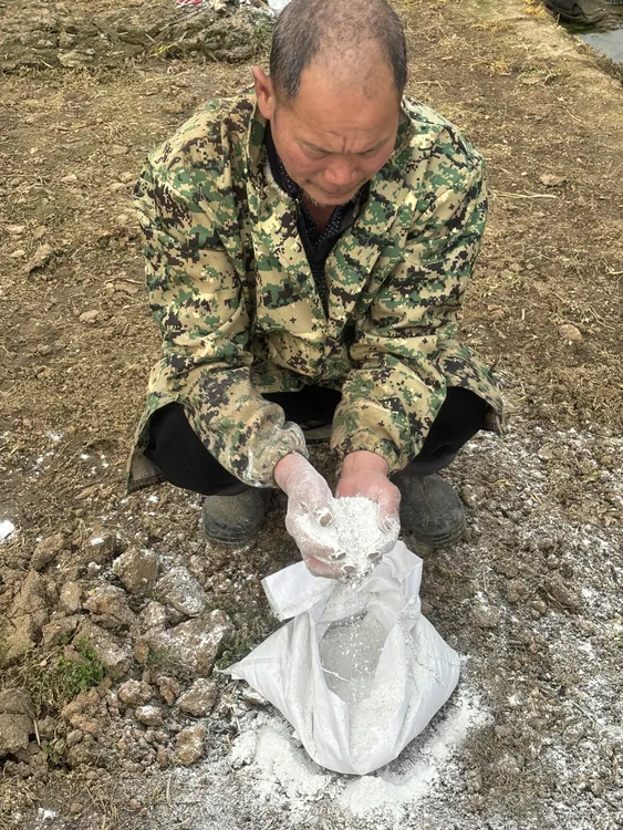 生石灰粉石灰块菜地鱼塘鸡鸭牛舍家用驱虫刷树防潮生石灰菜地专用