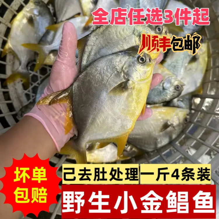 小金昌鱼海捕新鲜冷冻潮汕海鲜水产小金鲳鱼1斤4条左右速冻发货