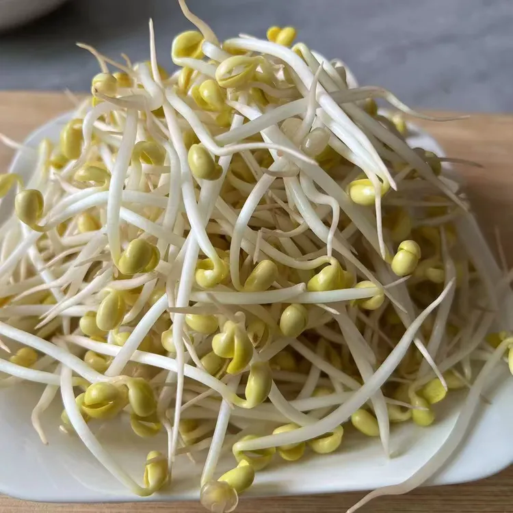 徐州邳州本地黄豆芽