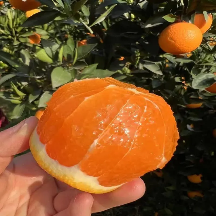 秭归九月红原生态鲜甜脐橙，新鲜现摘，多汁香甜秭归脐橙橙子