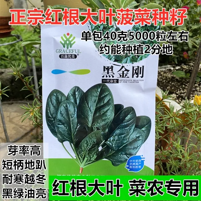 一代杂交菠菜种子红根趴地大叶菠菜种籽耐寒耐热抗病能力强40克装