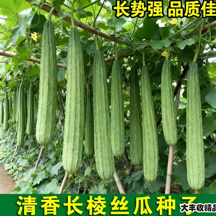【棱丝瓜种子】耐寒耐热丝瓜种子阳台盆栽春播夏播秋播棱丝瓜盆栽商品图