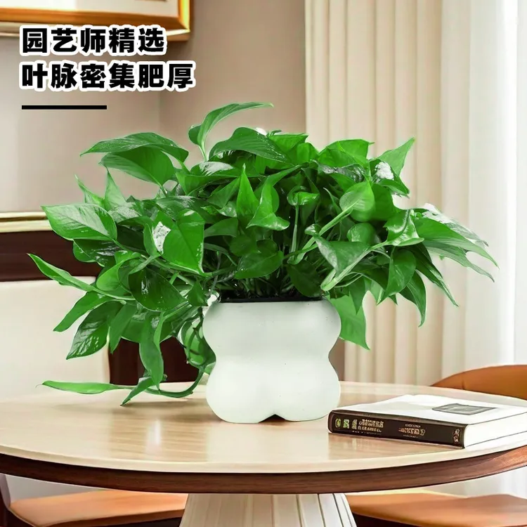 绿萝盆栽室内植物吸甲醛净化空气好养办公桌窗台易活大叶水培绿植