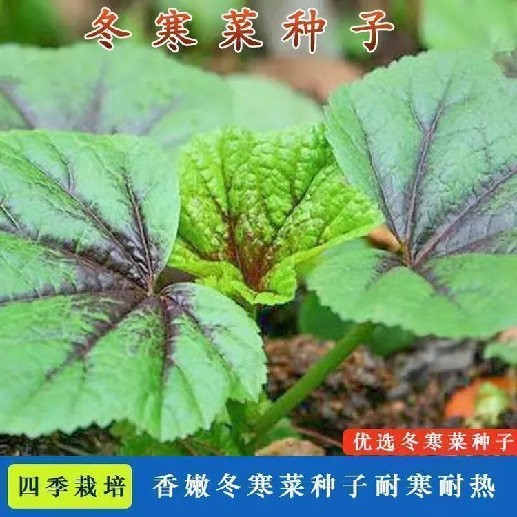 【糯米冬寒菜种子】四季种植盆栽地栽阳台小院种植