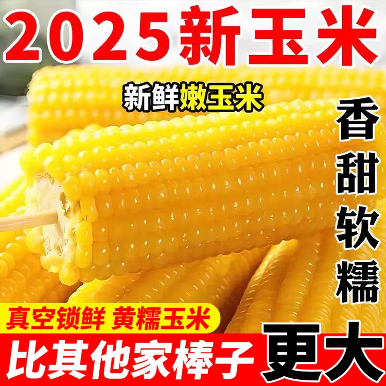 【试吃2根】新疆头茬黄糯玉米真空包装软糯香甜粗粮代餐学生早餐