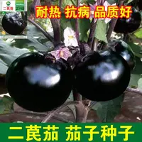 四季可种的蔬菜苗特大茄子种子天津紫黑圆茄种籽农家蔬菜种子