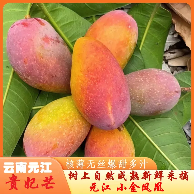 云南元江芒果大小金凤凰贵妃芒树上自然成熟水果汁多肉厚产地直发
