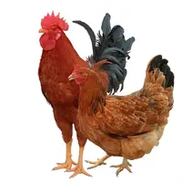 九斤红宠物鸡50只（包邮）