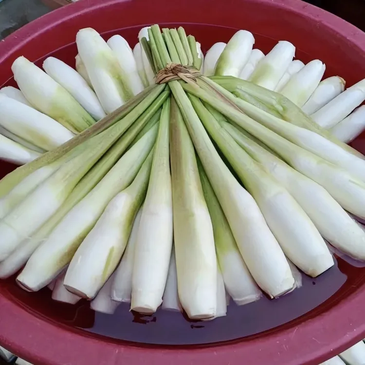 高产茭白苗水生植物现挖早熟双季茭白苗茭笋苗茭瓜老根苗老蹲苗