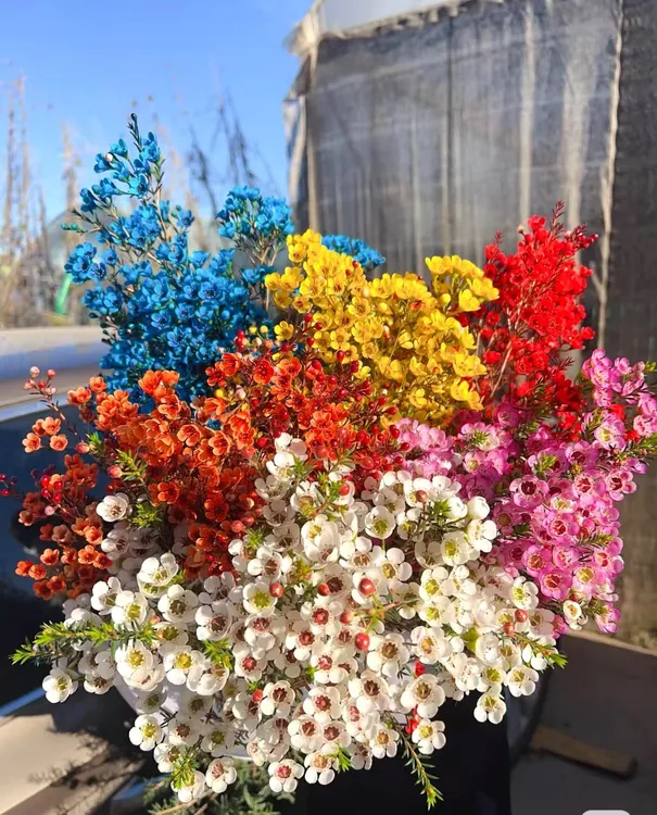 澳洲腊梅鲜花（福利）