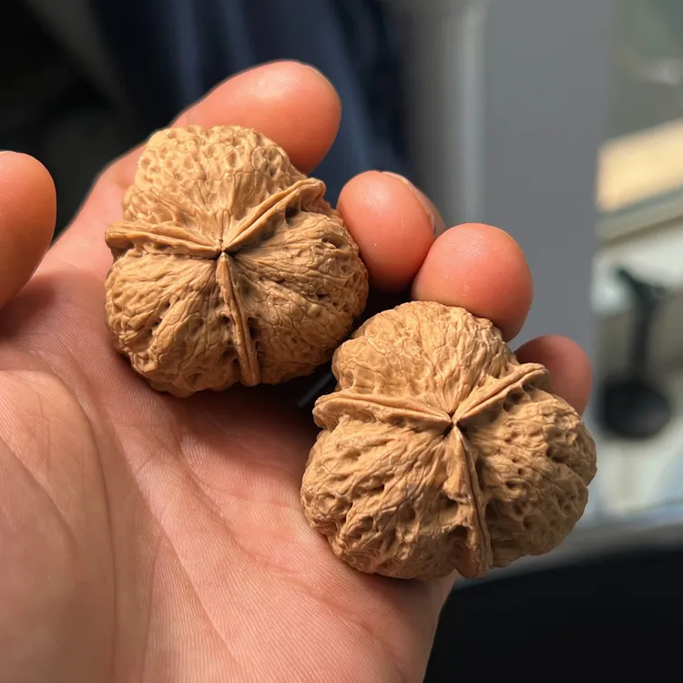 八宝蟾王三棱正奔精挑毕业对云南野生铁皮