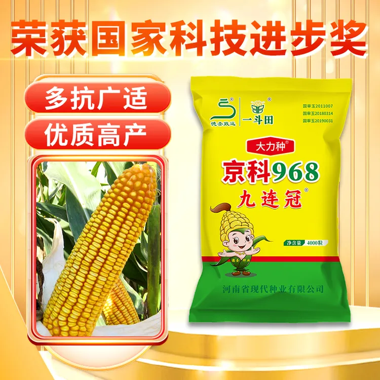 【多规格】九连冠京科968三国审高产玉米种子耐高温抗倒伏不挑地块商品图