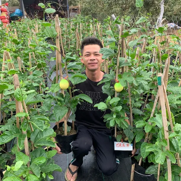 黄金九号百香果特大苗带花部分带果发货 产地直发一物一拍