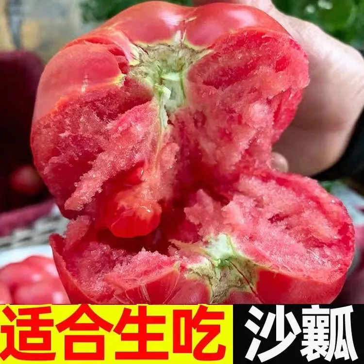 云南露天沙瓤西红柿水果番茄非草莓柿子新鲜现摘生吃果