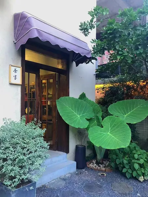 室内装饰宠儿象耳芋，大叶片打造自然美学！芋头绿植