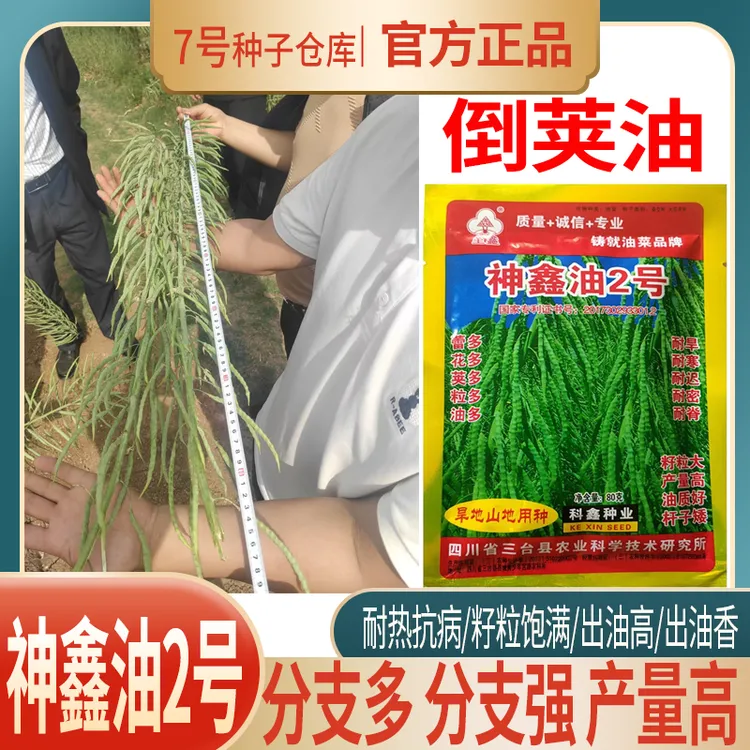 倒荚油神鑫油2号油菜种子高产油菜种子