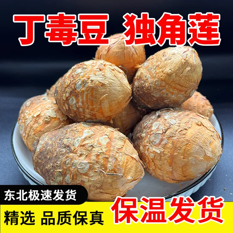 【东北吉林】新鲜丁毒豆独角莲品质保障保温速发产地正宗