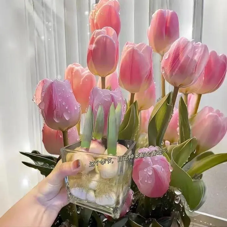 【新疆包邮】开花种子重瓣已春化郁金香种球进口盆栽多年生水培种植