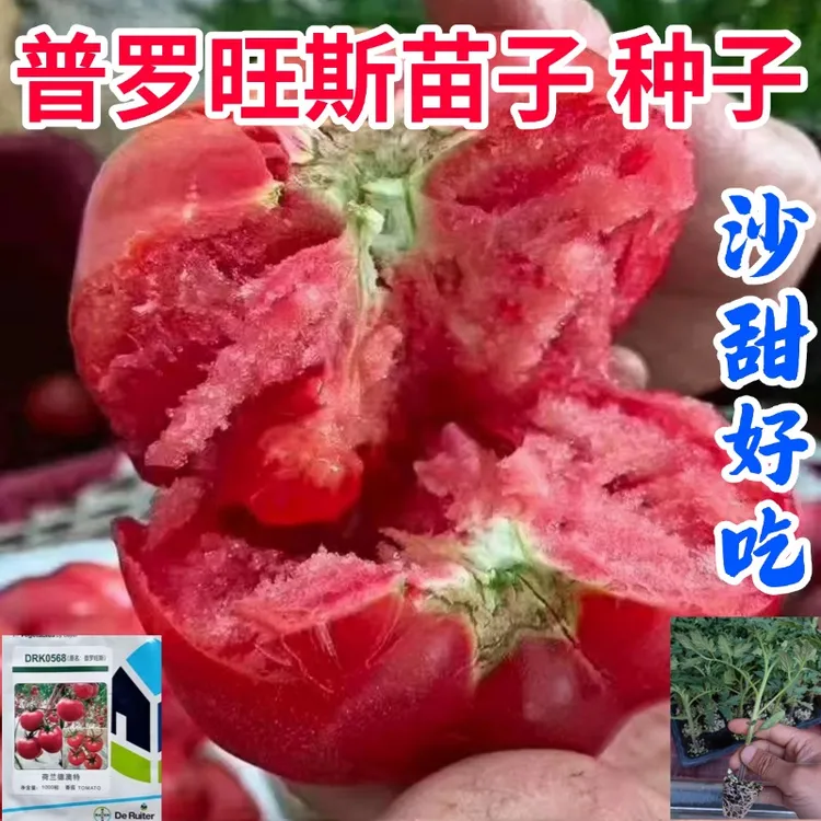 普罗旺斯西红柿种子苗子口感柿子苗圣女果苗西红柿苗阳台盆栽包邮商品图